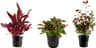 Tropica Set Nr.13