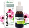 Echinacea Tropfen